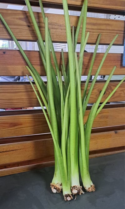 芋梗 (份)1