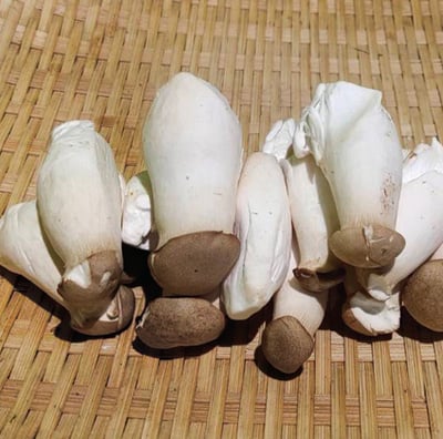 杏鮑菇 (份)(可搭配3份100元品項活動)1