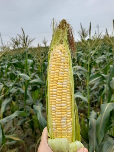 黃甜玉米 (2支)1