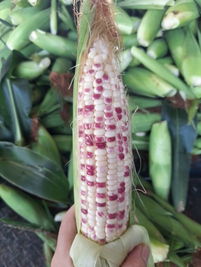 彩虹糯甜玉米 (2支)1