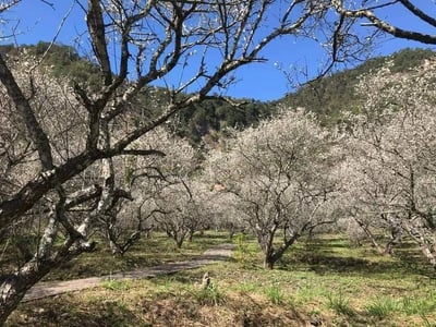 賽德克巴蘭社數位音像文化藝術工作室2