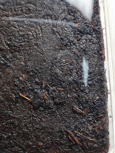 婆康瑪2544坤平 萬噴膏  婆康喬7