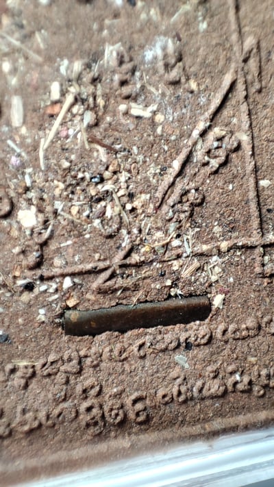 阿贊堆 馬面女8