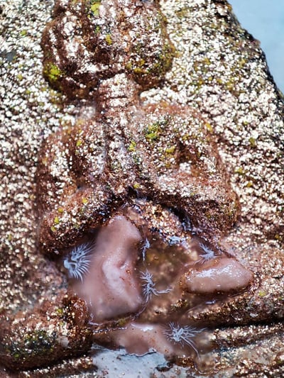 龍婆瑪哈西拉 九面富貴佛6