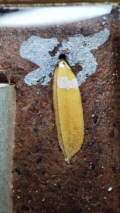 帕阿贊塔納功 帕阿贊度尬  2568 批蛇奴轎清鑾（黃金佛祖）5