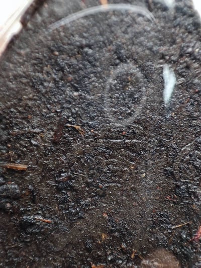 婆康瑪2544坤平 萬噴膏  婆康喬6