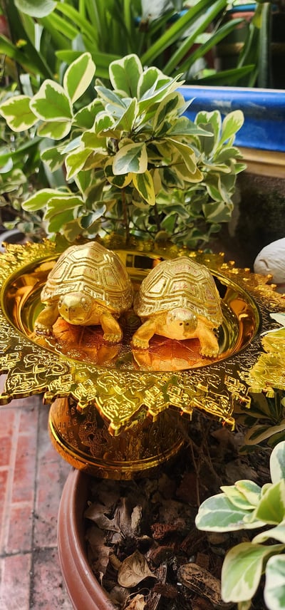 帕固伴－帕也逗襟　大財龜5