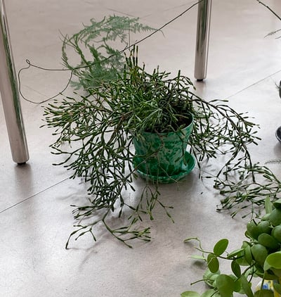 [sinon shop]32vuvu品牌色彩繽紛花盆5