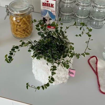 KOREA韓國代購 (Repeat選物店) 韓國盆栽套 羊毛盆栽套5