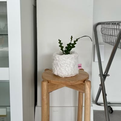 KOREA韓國代購 (Repeat選物店) 韓國盆栽套 羊毛盆栽套6