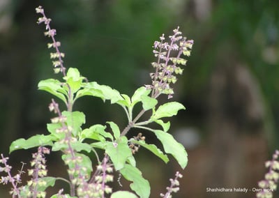 神聖羅勒Tulsi (Holy Basil)2