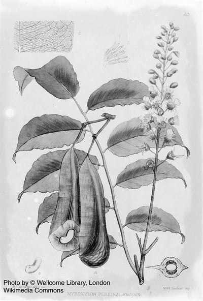 秘魯香脂（特級）Peru Balsam2