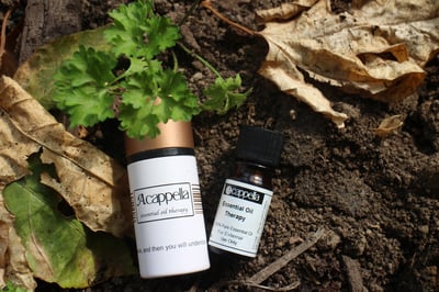 德國洋甘菊精油 Chamomile, German1