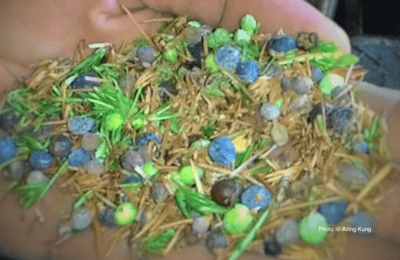 高地杜松果精油Juniper Berry2