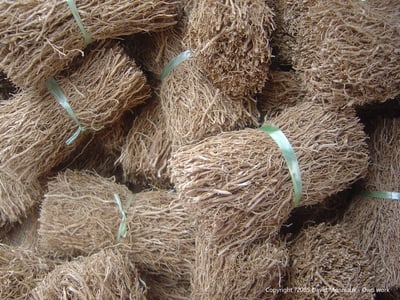 野生綠岩蘭草Ruh Khus (Wild Vetiver)2