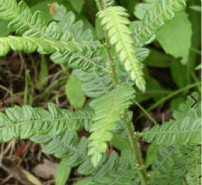 【稀有限量】甜蕨（野生有機）  Fern, Sweet2
