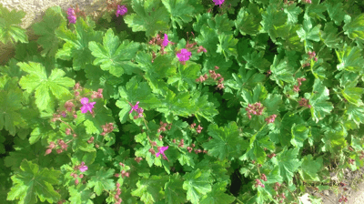  【稀有】大根老鸛草精油Zdravec2