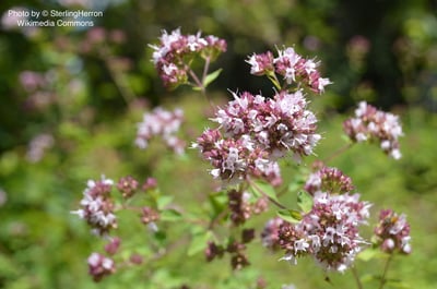 甜馬鬱蘭精油 Marjoram, Sweet2
