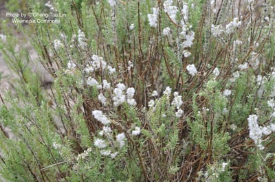 【稀有限量】岬角雪灌木精油 Cape Snowbush2