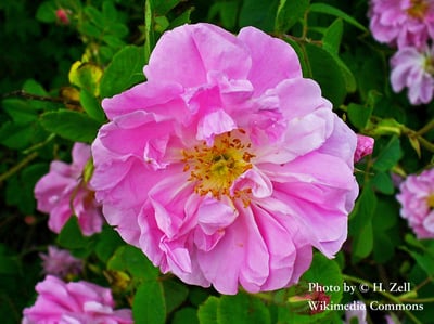 【稀有/限量】大馬士革玫瑰（有機）精油 Rose Otto (ORG)2