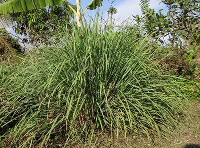 爪哇香茅精油 Citronella2