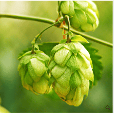 【限量】蛇麻 Hop2