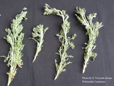 印蒿（特級）精油 Davana2