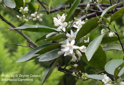 【稀有/限量】橙花精油 Neroli2