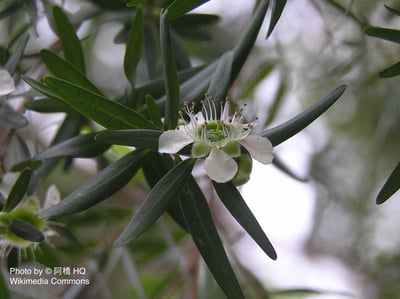 檸檬細籽（有機）Lemon Tea Tree2