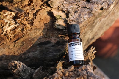 秘魯聖木  Palo Santo1