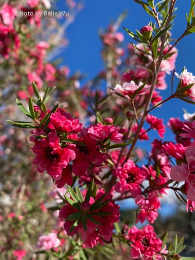 【限量】松紅梅精油 Manuka2
