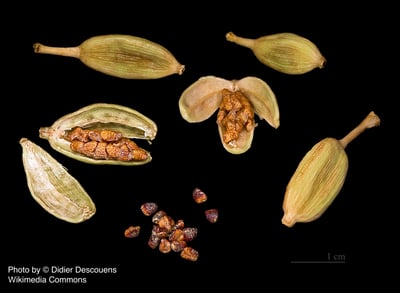 小荳蔻 Cardamom2