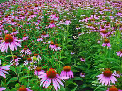 紫錐花純露 Purple Cone Flower1