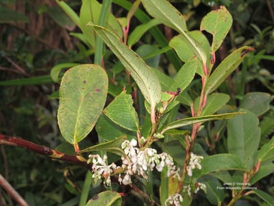 芳香白珠樹精油 Wintergreen2