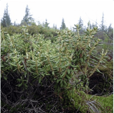 【稀有】格陵蘭喇叭茶 (野生有機） Labrador Tea