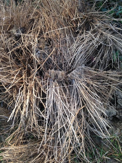 野生綠岩蘭草Ruh Khus (Wild Vetiver)3