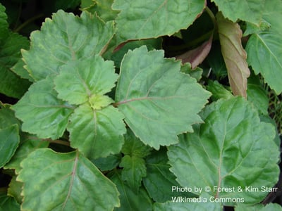 廣藿香精油（特級）Patchouli, 5 years2