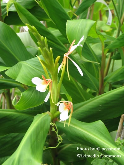【限量】野薑花 （根）精油 Ginger lily (root)2