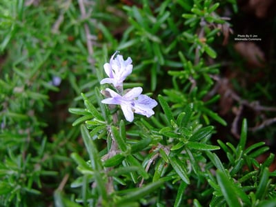 馬鞭草酮迷迭香精油 Rosemary ct Verbenone 2