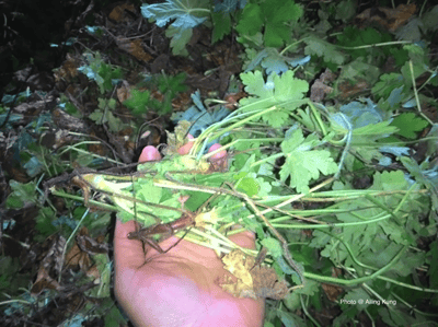  【稀有】大根老鸛草精油Zdravec3