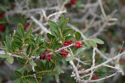 【限量】熏陸香精油 Mastic