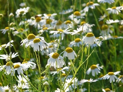 德國洋甘菊精油 Chamomile, German2