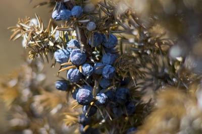 杜松果（有機）Juniper Berry2