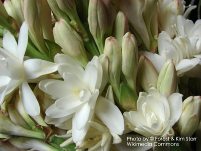 晚香玉原精 Tuberose Abs.1