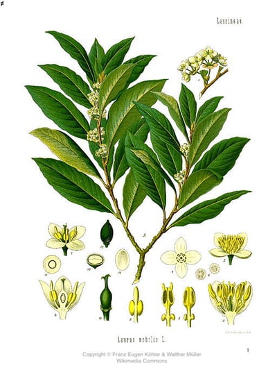 月桂精油 Bay Laurel