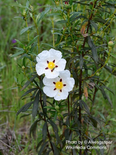 岩玫瑰（精選）Cistus2