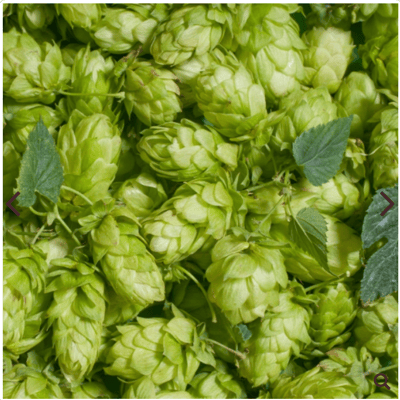 【限量】蛇麻 Hop3