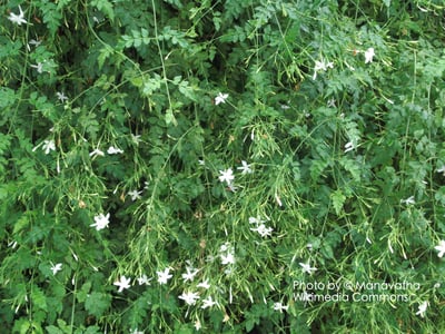大花茉莉原精 Jasmine grandiflorum Abs.1