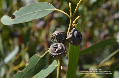 藍膠尤加利精油 Eucalyptus2