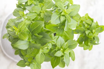 甜羅勒（有機）Basil, ct linalool2